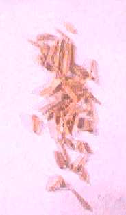 Sandalwood East India 